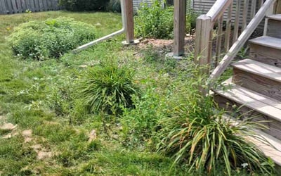 Photo of Liana N.'s yard after getting tree care in Madison, WI