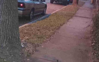 Photo of Jason K.'s yard after getting landscaping in Adrian, MO