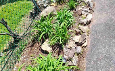 Photo of Jennifer K.'s yard after getting landscaping in Middletown, PA