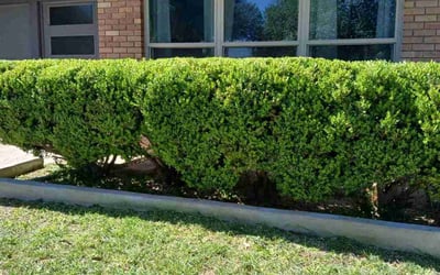 Photo of James B.'s yard after getting landscaping in Pleasanton, TX