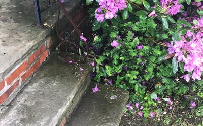 Photo of Darius D.'s yard after getting lawn care in Mentor, OH