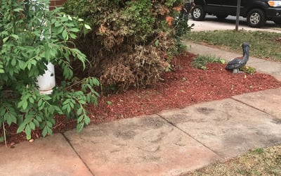 Photo of Brenda R.'s yard after getting landscaping in Andrews Air Force Base, MD