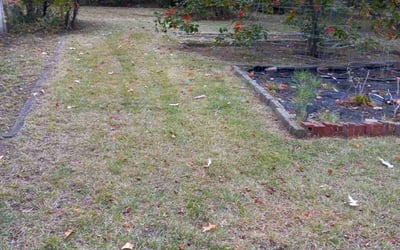 Photo of Rhonda T.'s yard after getting tree care in Norfolk, VA