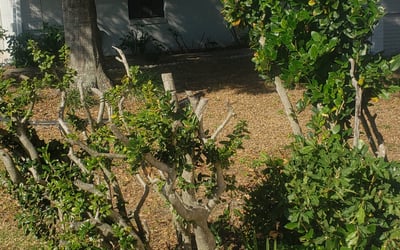 Photo of Julie S.'s yard after getting landscaping in Homeland, FL