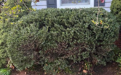 Photo of Ananda R.'s yard after getting tree care in Annandale, VA