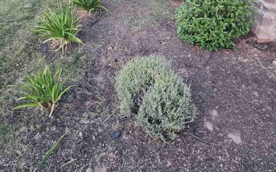 Photo of Christopher S.'s yard after getting landscaping in Reedley, CA
