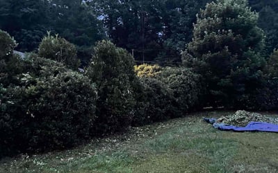 Photo of Michael W.'s yard after getting landscaping in Belmont, NC