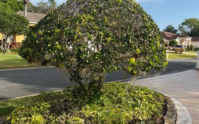 Photo of Carolyn S.'s yard after getting landscaping in Nobleton, FL