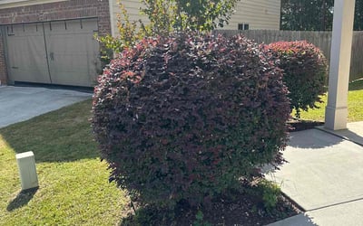Photo of Rikisha N.'s yard after getting landscaping in Zebulon, GA
