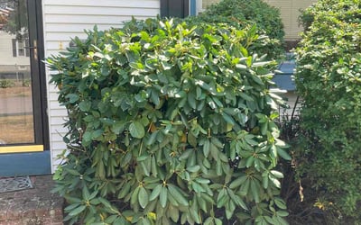 Photo of Brandon P.'s yard after getting landscaping in Danvers, MA