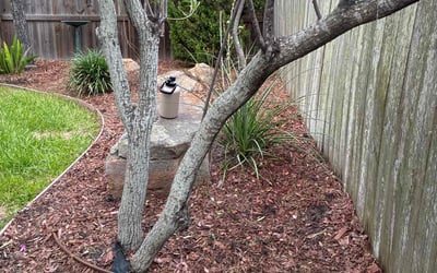 Photo of Terri-ann D.'s yard after getting landscaping in Portland, TX