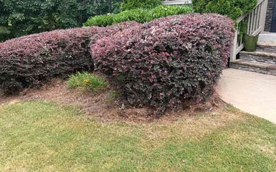 Photo of Donald F.'s yard after getting tree care in Riverdale, GA