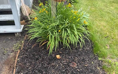 Photo of Patricia R.'s yard after getting landscaping in Albany, NY
