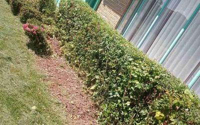 Photo of John E.'s yard after getting landscaping in Jasper, AL
