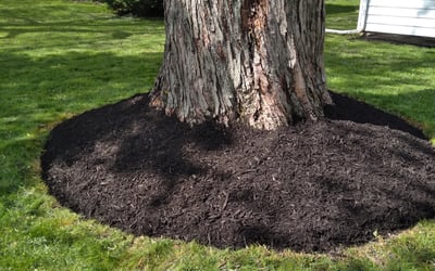 Photo of Elizabeth R.'s yard after getting landscaping in Edinburgh, IN