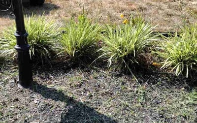 Photo of Sheila J.'s yard after getting tree care in Henrico, VA