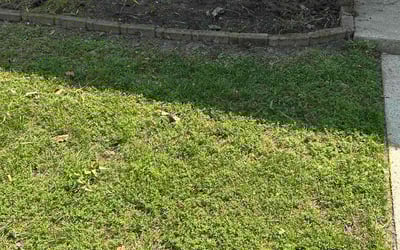 Photo of Jay W.'s yard after getting landscaping in Williamsburg, VA