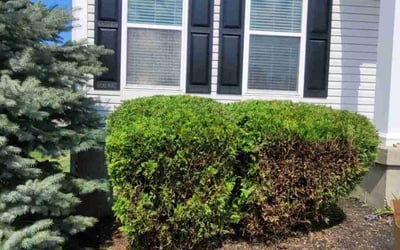 Photo of Barbara H.'s yard after getting tree care in Mason, OH