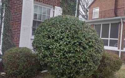 Photo of Donna F.'s yard after getting landscaping in Glenn Dale, MD