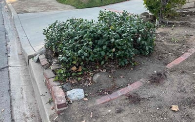Photo of John B.'s yard after getting landscaping in Northridge, CA