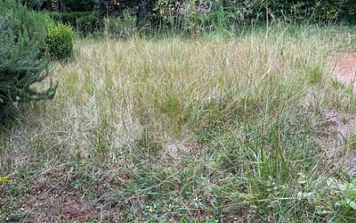 Photo of Gregory D.'s yard after getting landscaping in Monrovia, CA