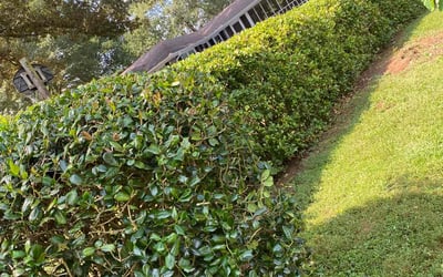 Photo of Angel D.'s yard after getting landscaping in Jenkinsburg, GA