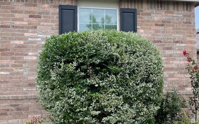 Photo of Angela H.'s yard after getting landscaping in Nemo, TX