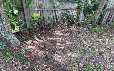 Photo of Mackentosh L.'s yard after getting landscaping in Orlando, FL