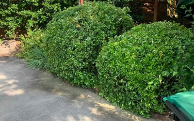 Photo of Angela M.'s yard after getting landscaping in Anderson, SC