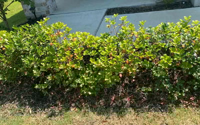Photo of Jason C.'s yard after getting landscaping in College Station, TX