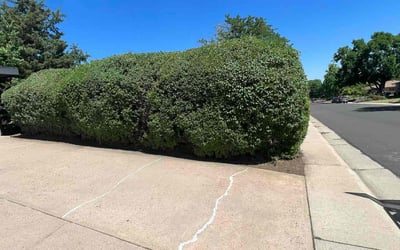 Photo of Valerie M.'s yard after getting tree care in Aurora, CO