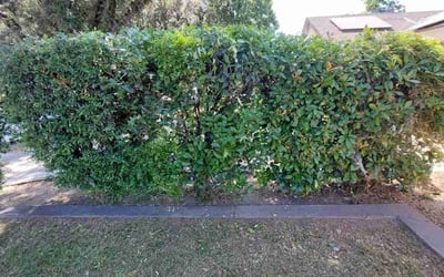 Photo of Tiffany T.'s yard after getting landscaping in Kingsburg, CA