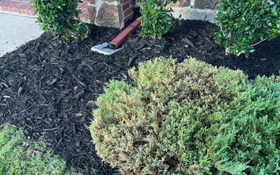 Photo of Pete L.'s yard after getting landscaping in Waxahachie, TX