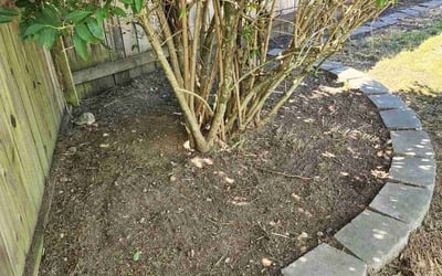 Photo of Seawon K.'s yard after getting tree care in Everett, WA