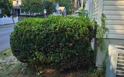 Photo of Lynn J.'s yard after getting landscaping in Sewickley, PA