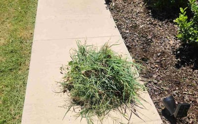 Photo of Marcy M.'s yard after getting landscaping in Little Elm, TX