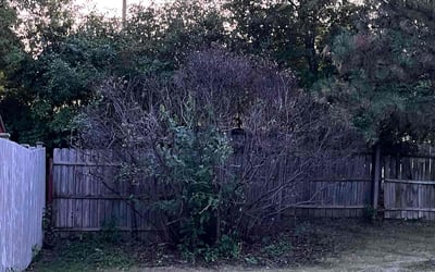 Photo of Joyce B.'s yard after getting lawn care in Elk Grove Village, IL
