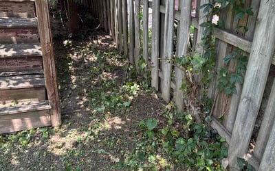 Photo of Lisa W.'s yard after getting landscaping in Washington, DC