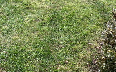 Photo of Sandra F.'s yard after getting landscaping in Sutherland, VA