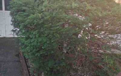 Photo of Richard D.'s yard after getting landscaping in Sibley, MO