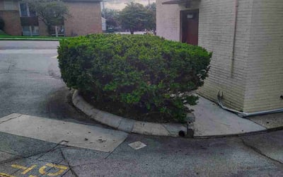 Photo of Zar O.'s yard after getting tree care in Knoxville, TN