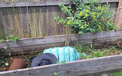 Photo of Edward M.'s yard after getting landscaping in Holiday, FL