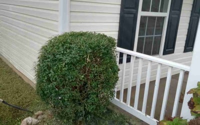 Photo of Michael H.'s yard after getting landscaping in Midland, NC