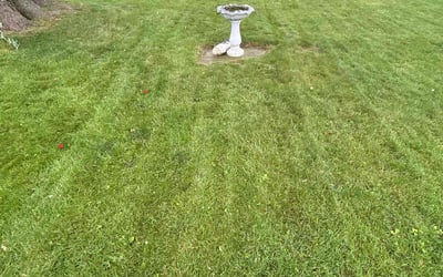 Photo of Margaret C.'s yard after getting landscaping in Roseville, MI
