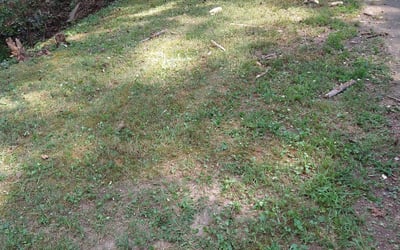 Photo of Michael A.'s yard after getting landscaping in Wingate, NC