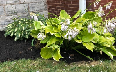 Photo of Kate L.'s yard after getting landscaping in Jackson, MO