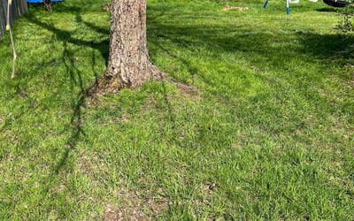 Photo of Diane P.'s yard after getting landscaping in Oswego, NY