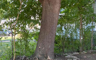 Photo of Shari M.'s yard after getting landscaping in Cicero, NY