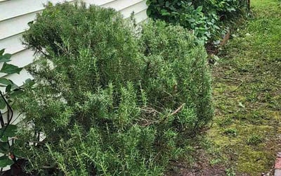 Photo of William D.'s yard after getting landscaping in Maple, NC