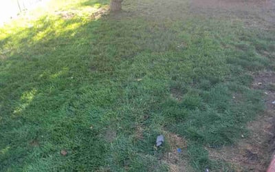 Photo of Rebecca M.'s yard after getting tree care in Caldwell, ID